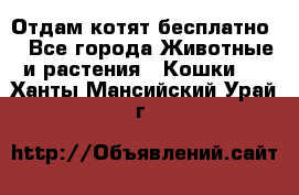 Отдам котят бесплатно  - Все города Животные и растения » Кошки   . Ханты-Мансийский,Урай г.